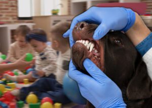 כלב, גן ילדים, צהרון חיפה והקריות אילוסטרציה